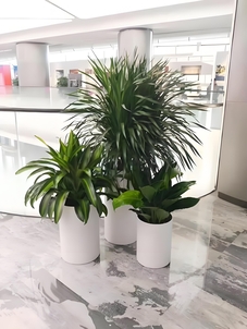 杭州湾花卉出租服务好